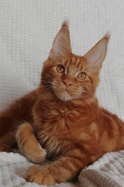 mainska myvali kocka Winerau Queen of Hearts