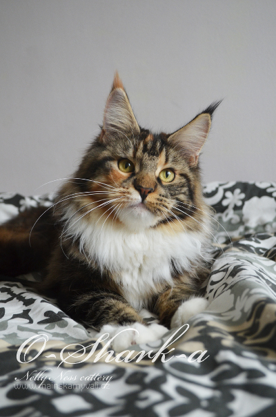 mainska myvali kocka O-Shark-A Nelly Ness